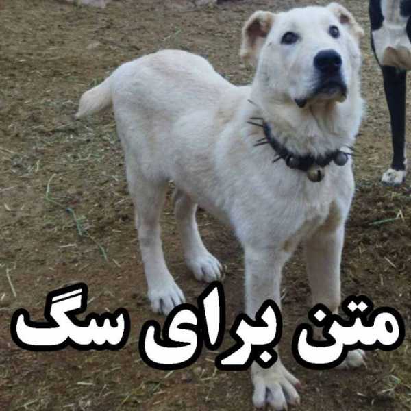 متن سگ برای پروفایل - متن وفای سگ