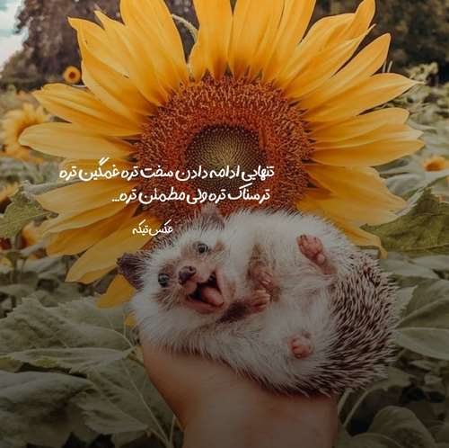 آسمان دلگیره مغزم درگیره