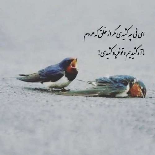 ناجی قلبم هایده