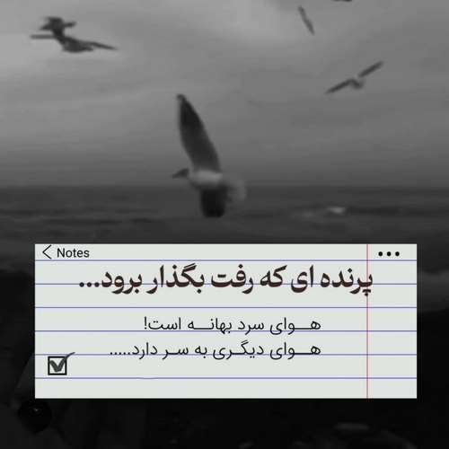 تولد دی ماهی دختر 