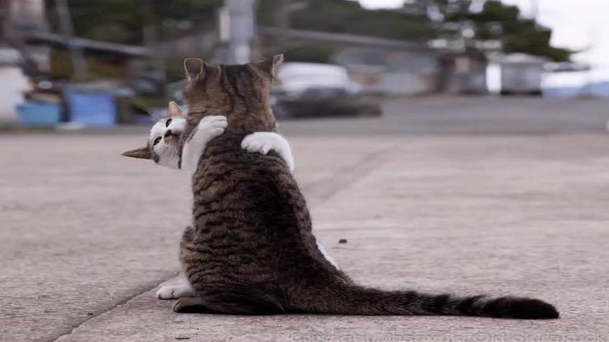 دلم تنگه از سمیرا کارزان