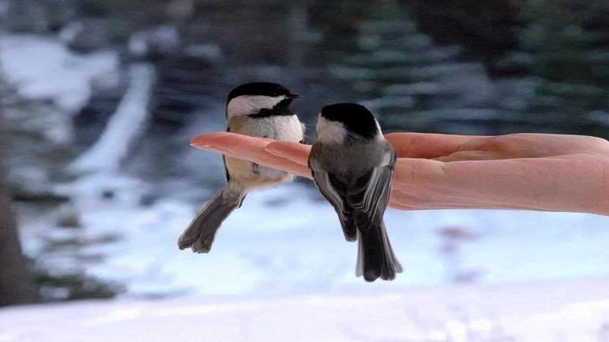 حمید هیراد جانان