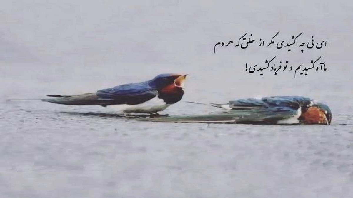 تو ماه شبای بی ستارمی کسو کارمی از کیوان حیدری