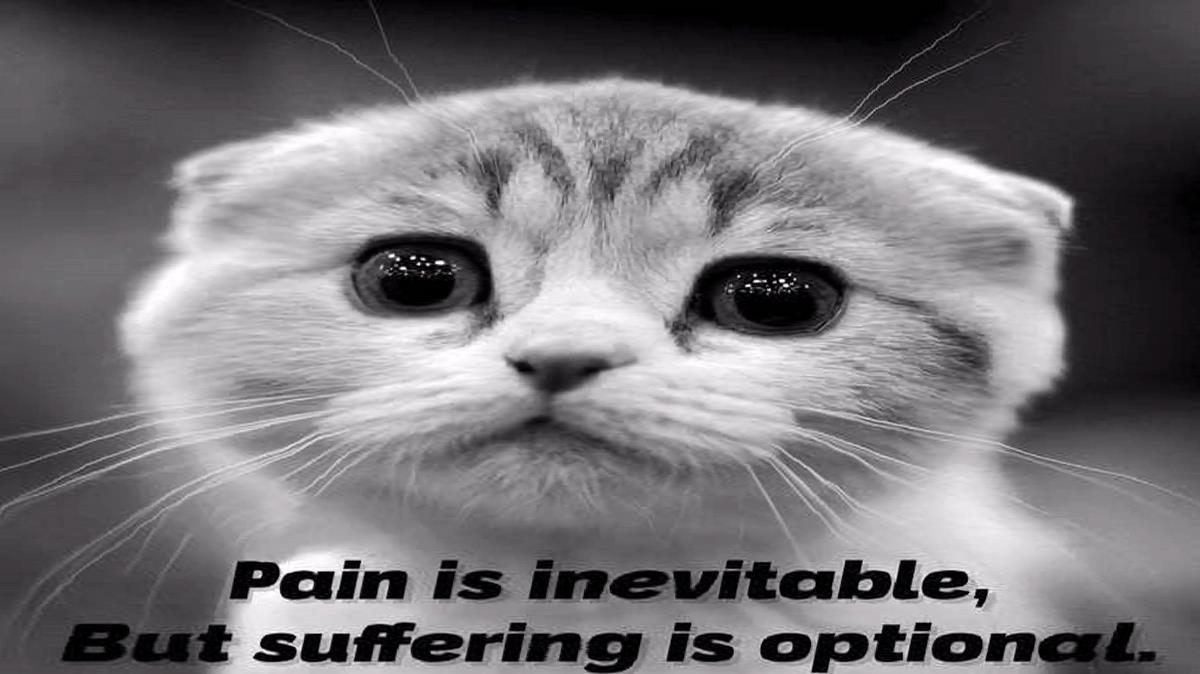 مهدی دارابی هوروش بند تیکه تیکه