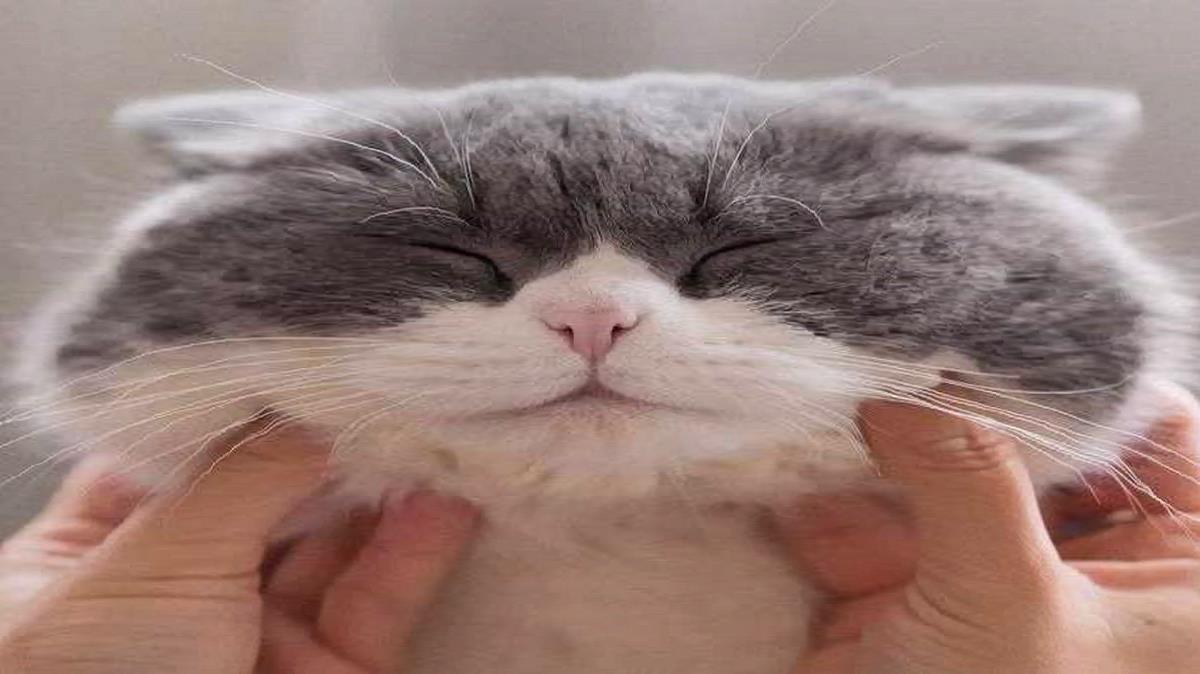 یه من عسل روشه دستو گاز بگیر واو چه بی نقص