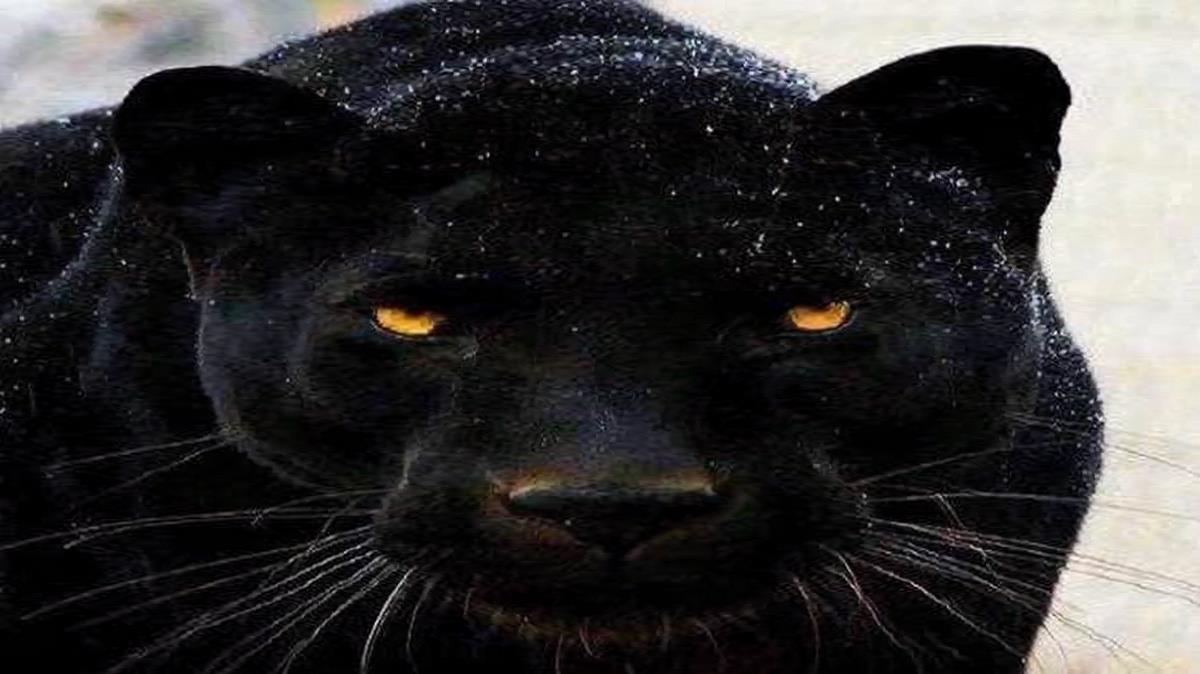 سرطان از حمیدرضا بابایی