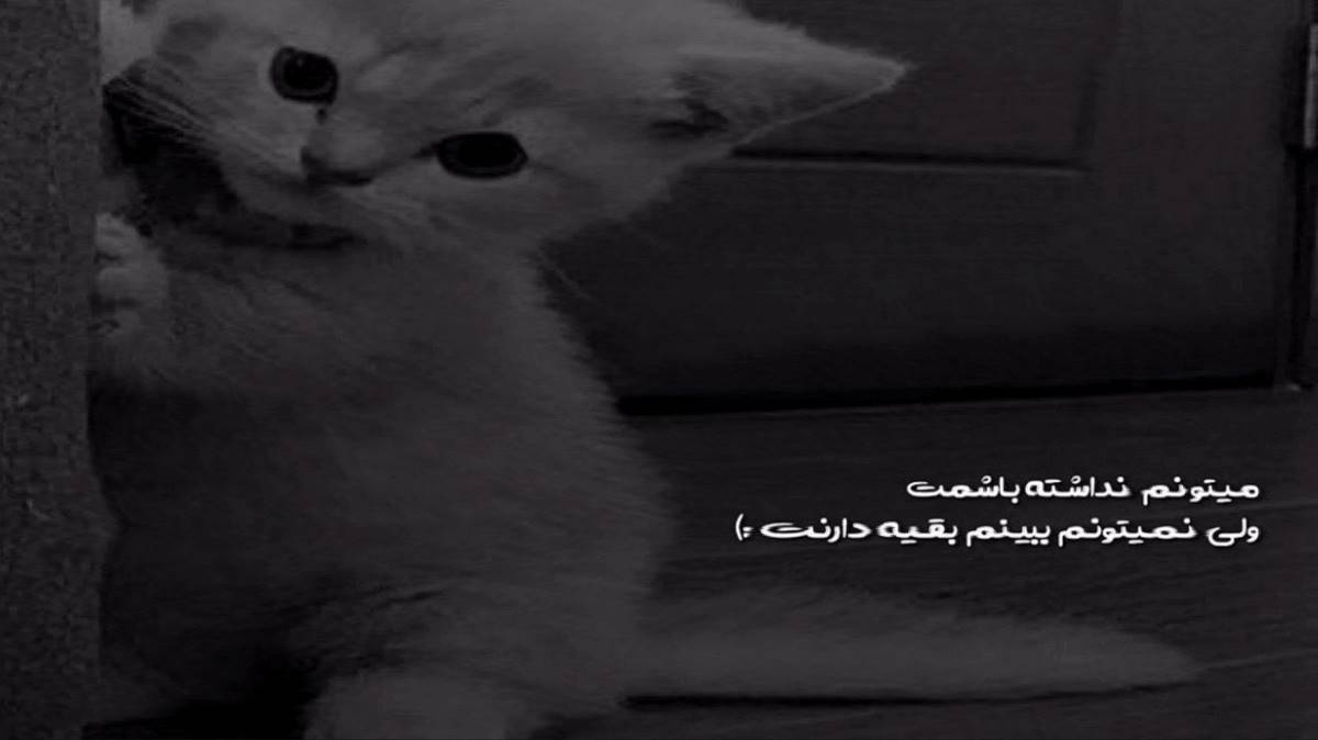 جاناوارام قانیوی جالادارام