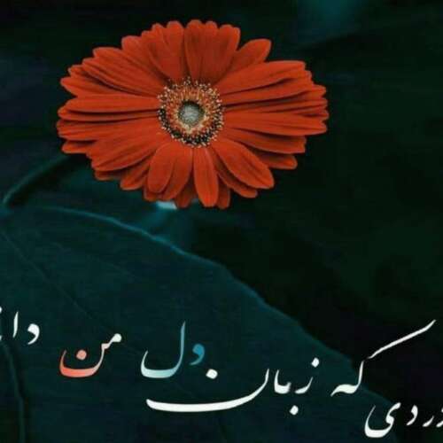 دانلود آهنگ پادشاه قلبم با یه نگاه جون بخواه پای تو میرم کامران مولایی